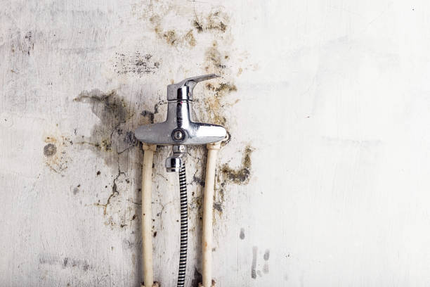 Best Black Mold Removal  in Lancaster, KY