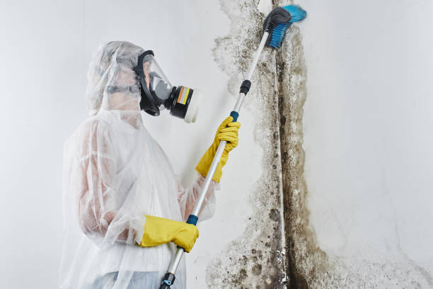 Best Mold Damage Repair  in Lancaster, KY