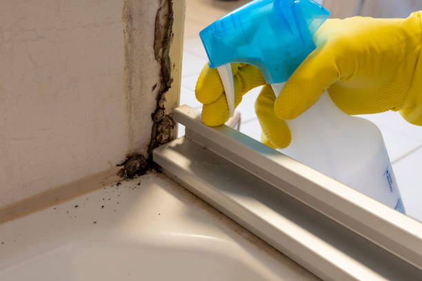 Best Fast Mold Removal  in Lancaster, KY