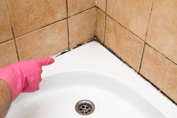 Best Emergency Mold Removal  in Lancaster, KY